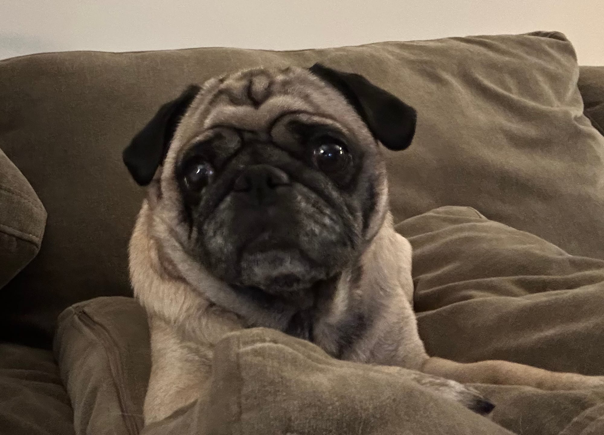Maggie the pug, lounging on a throw pillow on my couch.