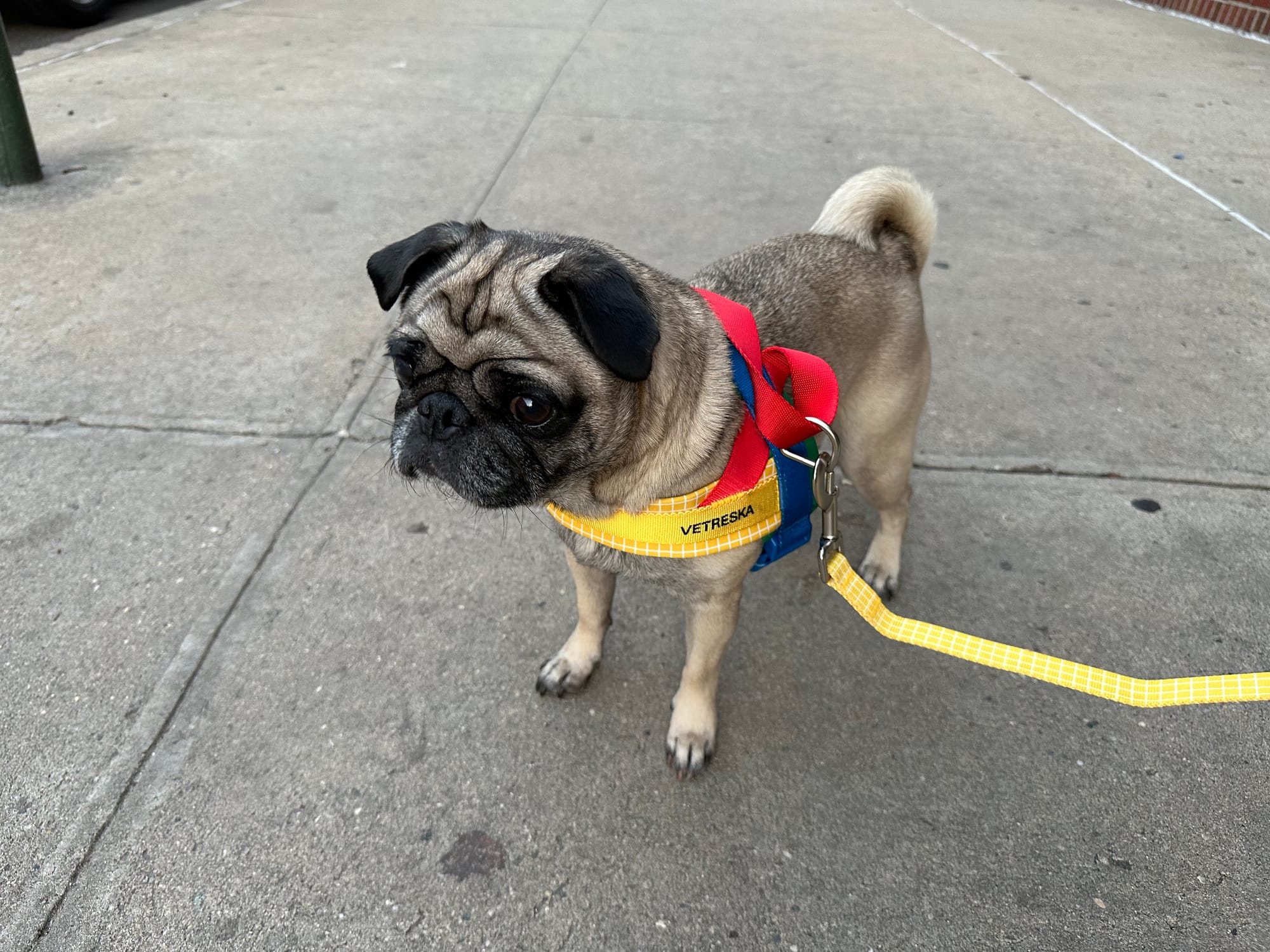 Maggie in her harness on the streets of Brooklyn, looking adorable.